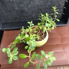 多肉植物の画像