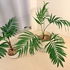 観葉植物　テーブルヤシ90cm（大）の画像