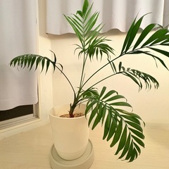 観葉植物　テーブルヤシ90cm（大）の画像