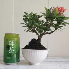 【取引中】🌿20cmサンダンカ/天然ゴケ/盆栽/観葉植物🌿の画像