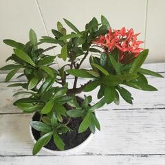 【取引中】🌿20cmサンダンカ/天然ゴケ/盆栽/観葉植物🌿の画像