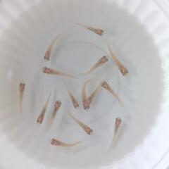 白メダカの画像