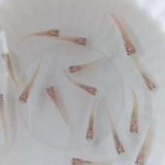 白メダカの画像
