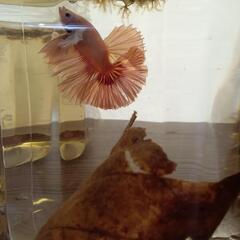 自家増殖ダンボ雄フルムーンの子供！