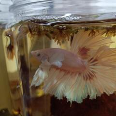 自家増殖ダンボ雄フルムーンの子供！の画像