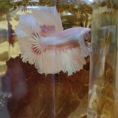 自家増殖ダンボ雄フルムーンの子供！の画像