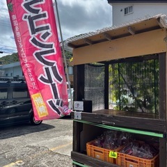☀️2025年度ドラゴンフルーツ販売中☀️(8/13)
