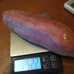 紅はるか🍠最安値20kg6000円 終了間近の画像
