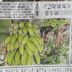 バナナ
の画像