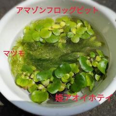 水草3種セット（姫ホテイアオイ　アマゾンフロッグピット　マツモ）の画像