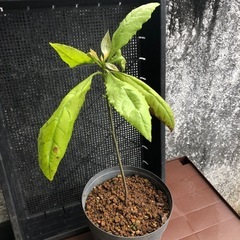 アボカド苗の画像