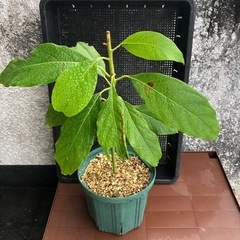 アボカド苗①
の画像