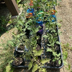 中玉トマト🍅リコピンポンわき芽苗🌱