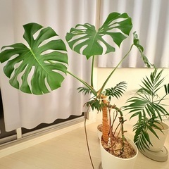 観葉植物　モンステラ120cmの画像