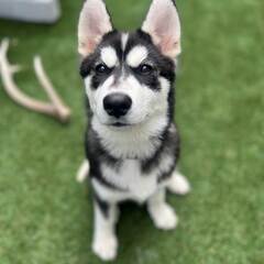 【アルバイト】主婦の皆さま大活躍！中古車の美装スタッフ急募☆2時間からでもOK！の画像