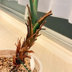 観葉植物　テーブルヤシ75cmの画像