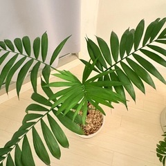観葉植物　テーブルヤシ75cmの画像