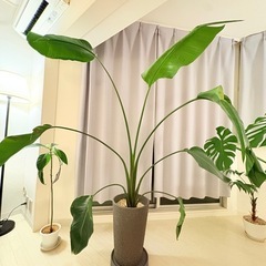 観葉植物　テーブルヤシ75cmの画像