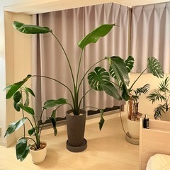 観葉植物　ストレリチア165cmの画像