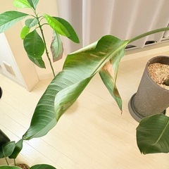 観葉植物　ストレリチア165cmの画像