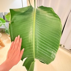 観葉植物　ストレリチア165cmの画像