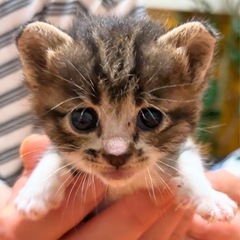 生後3週間になりました。女の子です。お願いします。