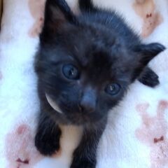 7/10頃生　黒猫男の子②里親さん募集します🐈（お話し中） - 猫