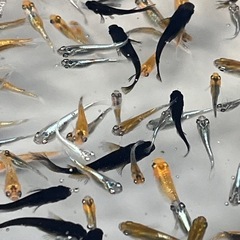 (伊勢宮メダカ)ミックス50匹の画像