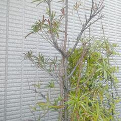 イヌマキ　杉　園芸　ガーデニング植木鉢付の画像