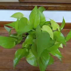 ポトスライム　観葉植物の画像