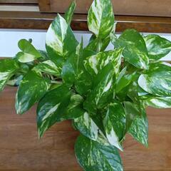 ポトス　観葉植物　育て易い植物の画像