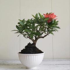 【取引中】🌿20cmサンダンカ/天然ゴケ/盆栽/観葉植物🌿の画像