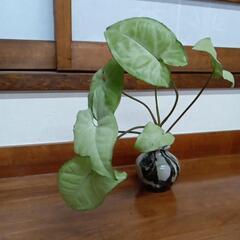 シンゴジウム　水耕栽培　観葉植物