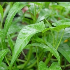 無農薬　夏野菜色々　10月までの画像