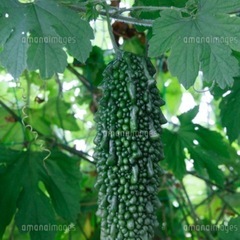 無農薬　夏野菜色々　10月までの画像