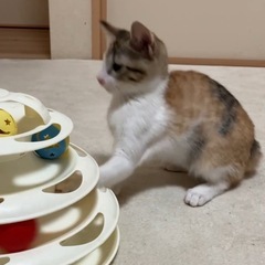 お話中5月生まれ　三毛♀ パピコ