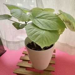 ウンベラータ　2本　五号鉢　観葉植物の画像