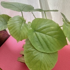 ウンベラータ　2本　五号鉢　観葉植物の画像