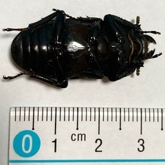 オオクワガタ　メス　10匹セット　一週間限定値下げの画像