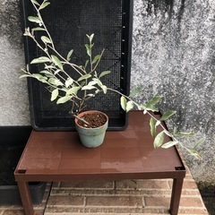 観葉植物　ロシアンオリーブ苗の画像
