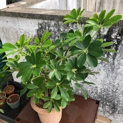 観葉植物の画像