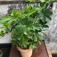 観葉植物の画像