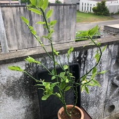 観葉植物の画像