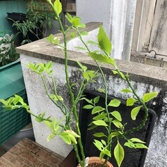 観葉植物の画像