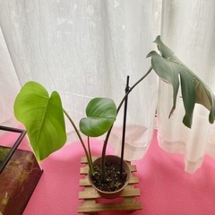モンステラ　四号鉢　観葉植物の画像