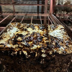 お家で栽培用のしいたけ菌床2個の画像