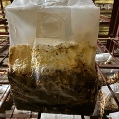 お家で栽培用のしいたけ菌床2個の画像