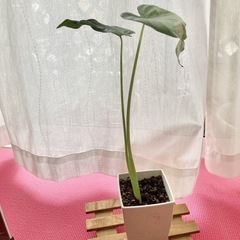 決まりました〜クワズイモ　観葉植物　の画像