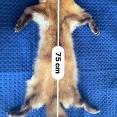 テン　鞣皮の画像