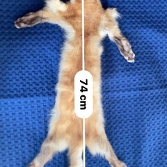 テン　鞣皮の画像
